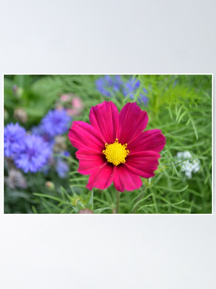 Thumbnail 1 of 3, Poster, Pink Flower designed and sold by RPMouton.