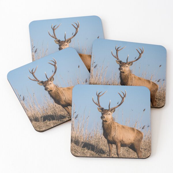 Item preview, Red deer stag stares at the camera designed and sold by Dolfilms.