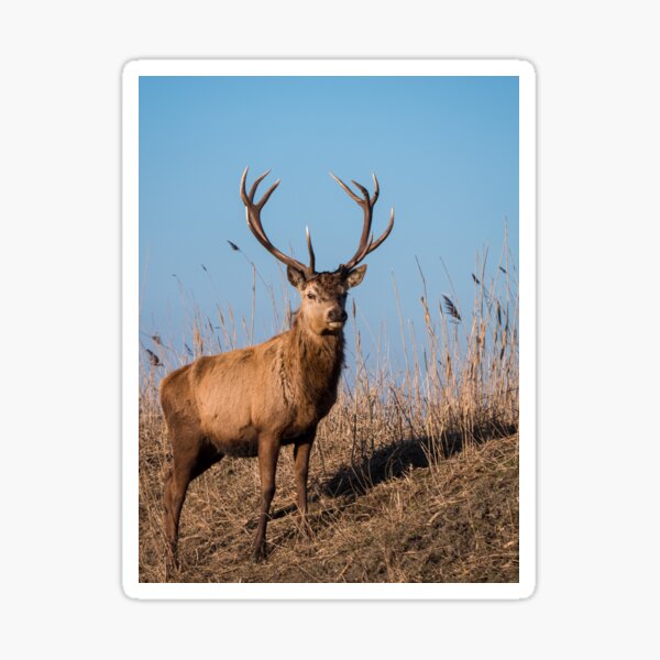Red deer stag stares at the camera Sticker