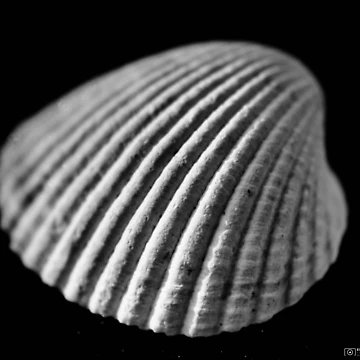 Artwork thumbnail, Shell by edgar89