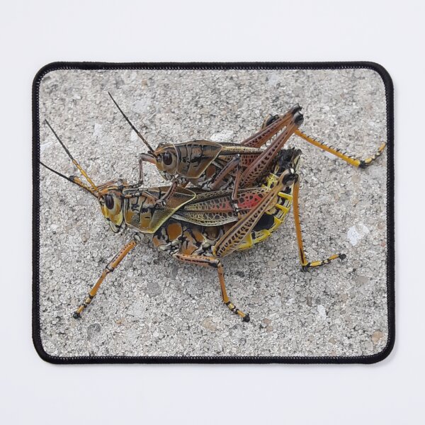 Item preview, "Lub is in the Air" Eastern Lubber Grasshoppers Mating designed and sold by AuntDot.