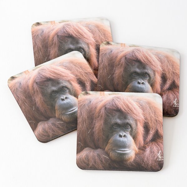Item preview, Close-up of an adult orangutan designed and sold by Dolfilms.