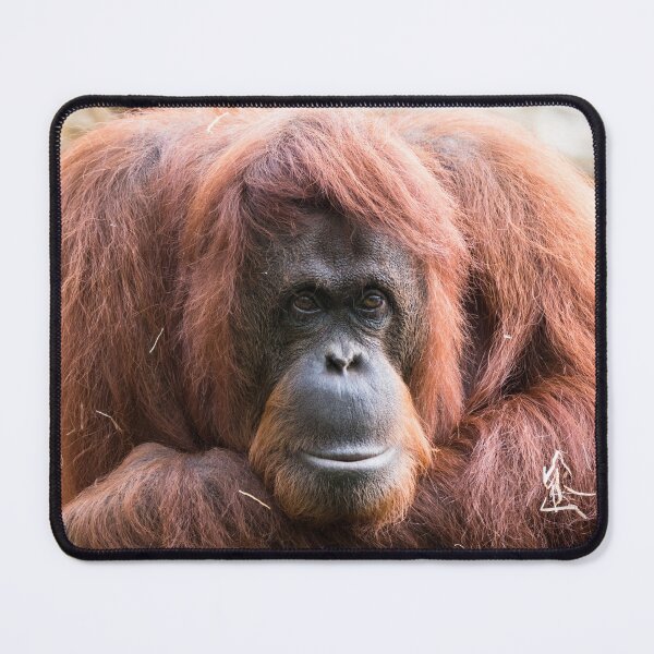 Item preview, Close-up of an adult orangutan designed and sold by Dolfilms.