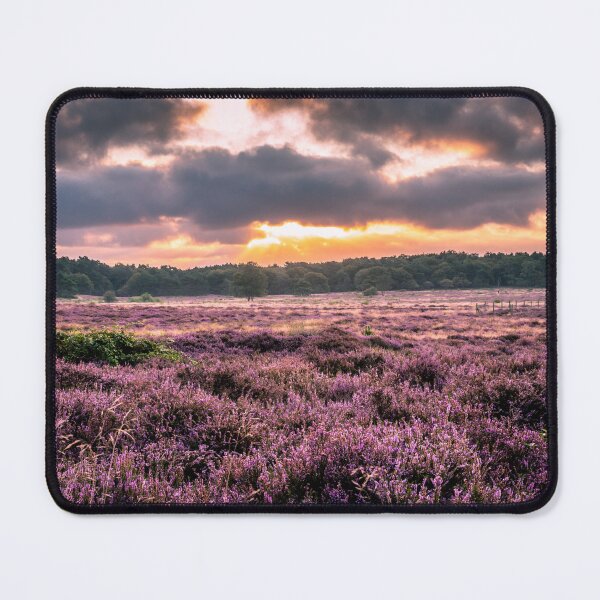 Item preview, Blooming heather at sunrise at Blaricummerheide, Netherlands designed and sold by Dolfilms.