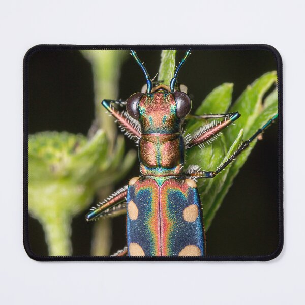 Item preview, Unique and organic photo of a tiger beetle designed and sold by AvonPerception.