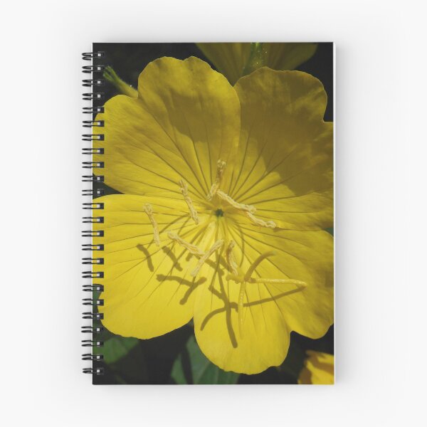 Item preview, Evening Primrose designed and sold by James Brotherton.