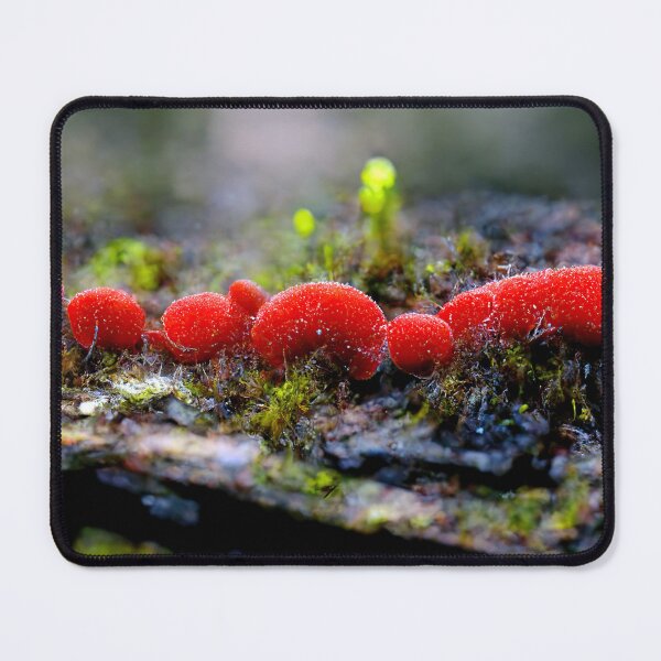 Item preview, Red slime molds growing on a mossy log designed and sold by Raphael Baker.