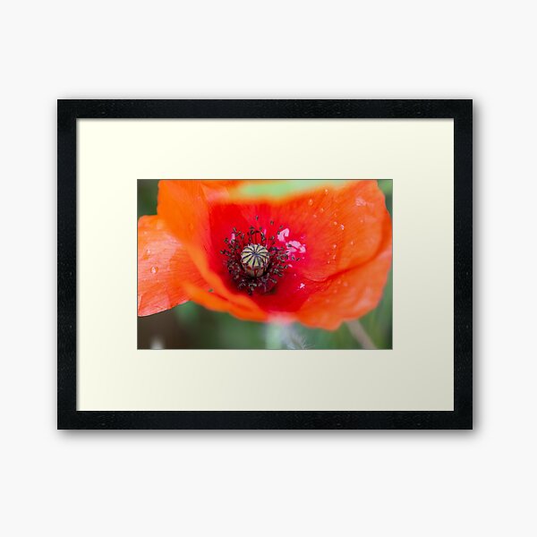 Item preview, Poppy designed and sold by AdamT1991.