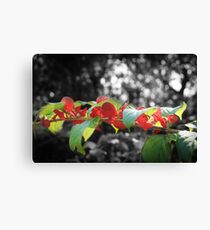 Red & Green are Not Just for Christmas Canvas Print