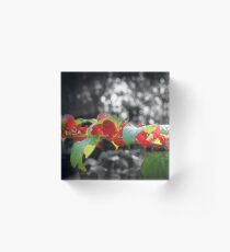 Red & Green are Not Just for Christmas Acrylic Block