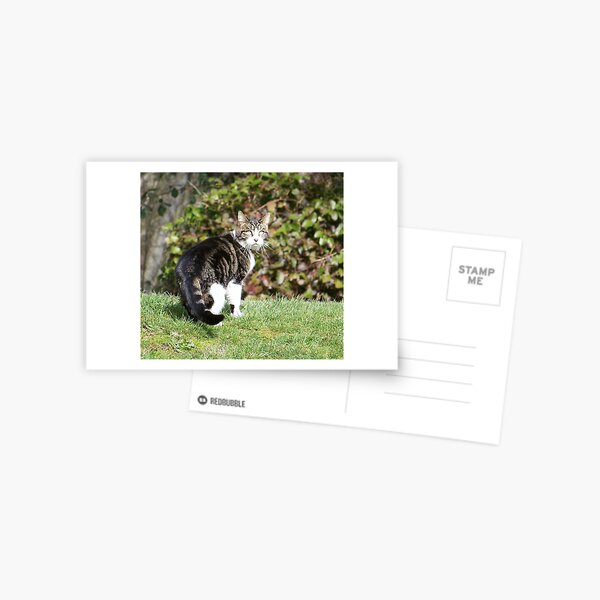 The Look Postcard