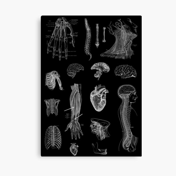 Vintage Anatomy Print Canvas Print
