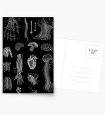Vintage Anatomie Print Postkarten