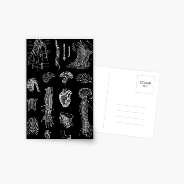 Vintage Anatomy Print Postcard