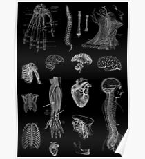 Vintage Anatomy Print Poster