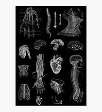 Vintage Anatomy Print Photographic Print