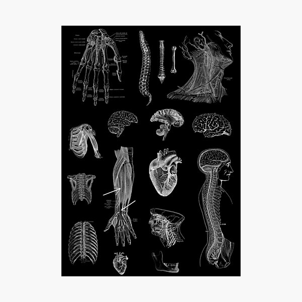 Vintage Anatomy Print Photographic Print