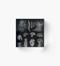 Vintage Anatomy Print Acrylic Block
