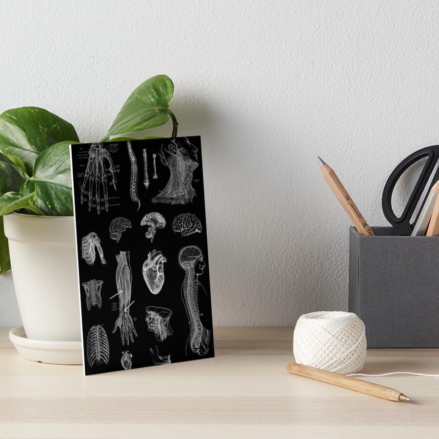 Vintage Anatomy Print Art Board Print
