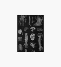 Lámina rígida Impresión de la anatomía del vintage