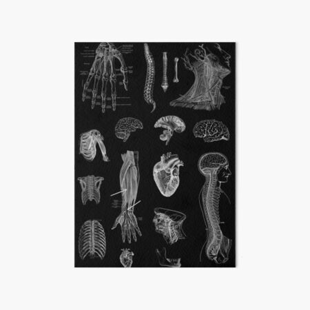 Vintage Anatomie Druck Galeriedruck