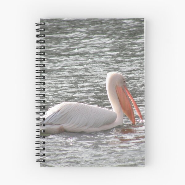 Item preview, Pretty Pelican in the Sunshine Photograph designed and sold by naturegallery.