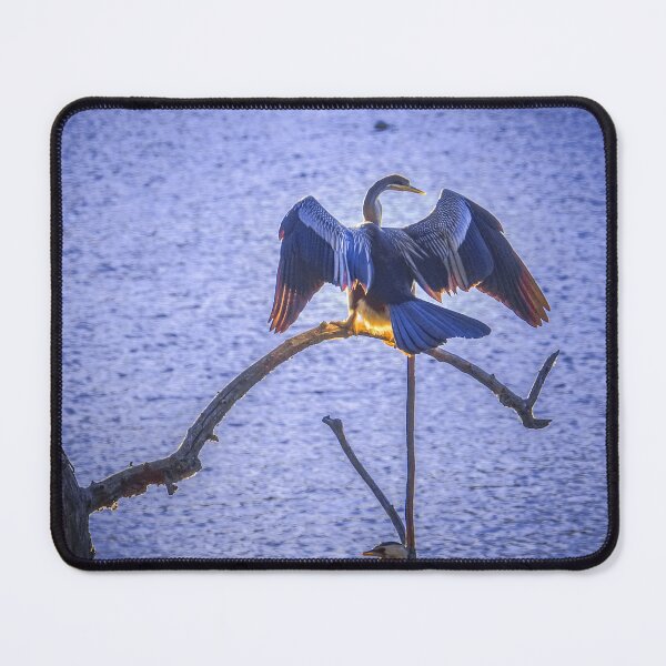 Item preview, Australasian Darter Drying His Wings designed and sold by Steven Jodoin.