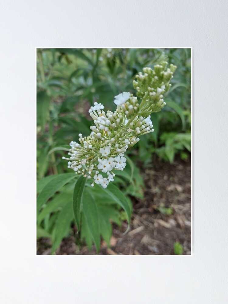 Póster «Foto de flores de arbusto de mariposa blanca» de MaryHohl1223 | Redbubble Póster «Foto de flores de arbusto de mariposa blanca» de MaryHohl1223 | Redbubble