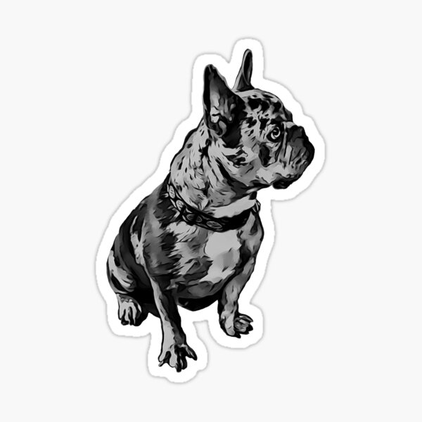 French Bulldog-Proud Owner Of A Merle Frenchie-2