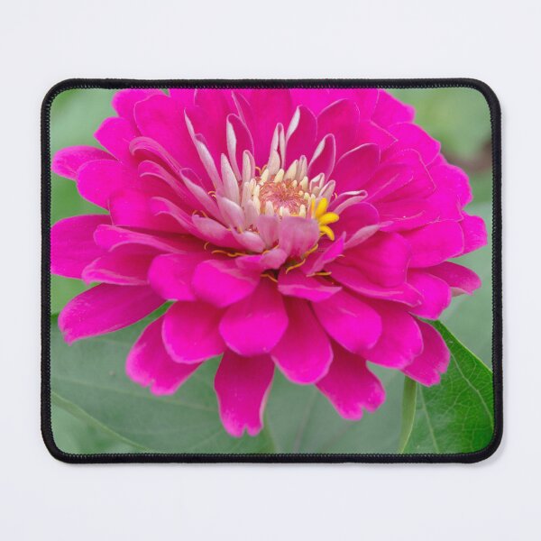 Item preview, Beautiful Pink Zinnia Flower designed and sold by silviaol.
