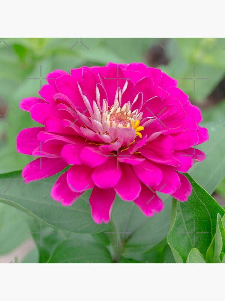 flor de zinnia