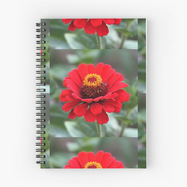 Item preview, Beautiful Vibrant Red Zinnia Flower designed and sold by silviaol.