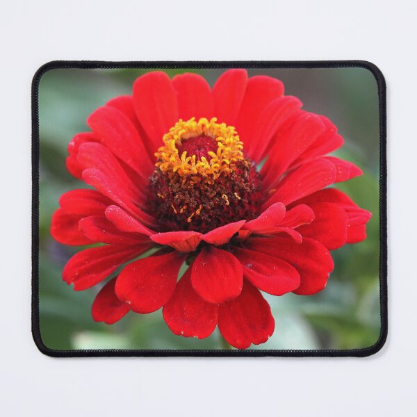 Item preview, Beautiful Vibrant Red Zinnia Flower designed and sold by silviaol.