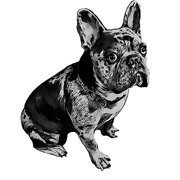 French Bulldog-Proud Owner of a Merle Frenchie-3