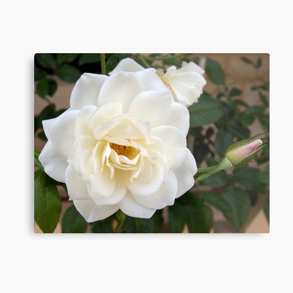 Peony and bud Metal Print