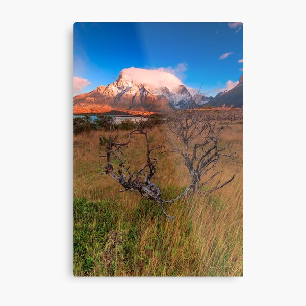 Burned tree Metal Print