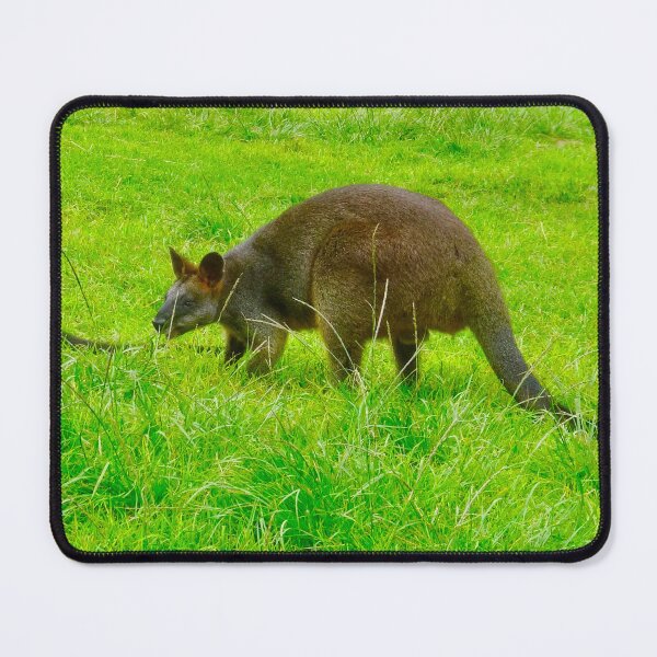 Item preview, Swamp Wallabies having a feed designed and sold by Mickangelhere.