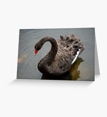 Black Swan Greeting Card