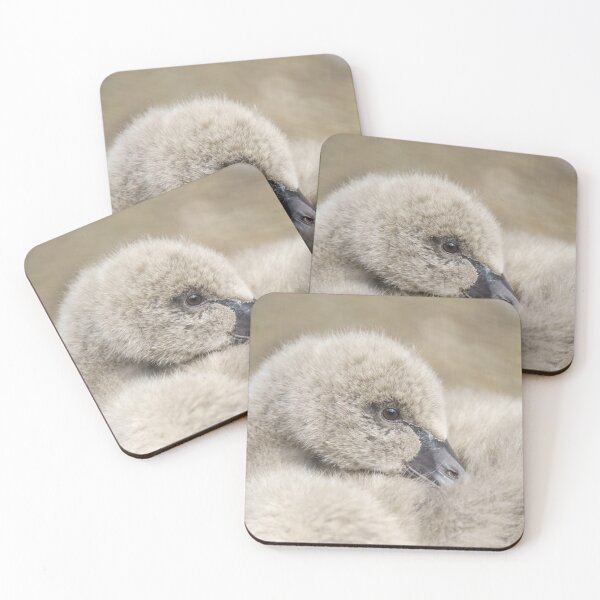 Item preview, Black Swan Cygnet designed and sold by rawshutterbug.