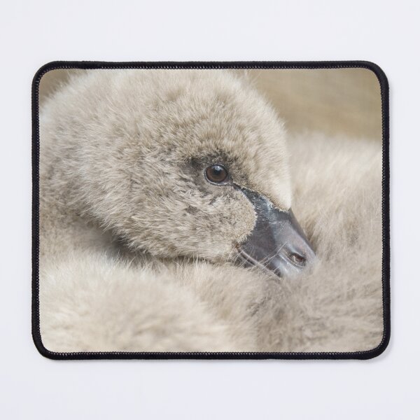 Item preview, Black Swan Cygnet designed and sold by rawshutterbug.