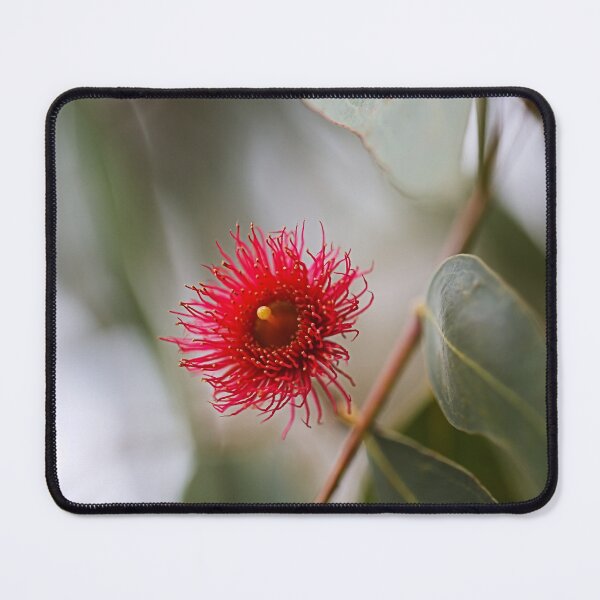 Item preview, Solo Red Eucalyptus Flower designed and sold by Joy Watson - Natural Light Photography .