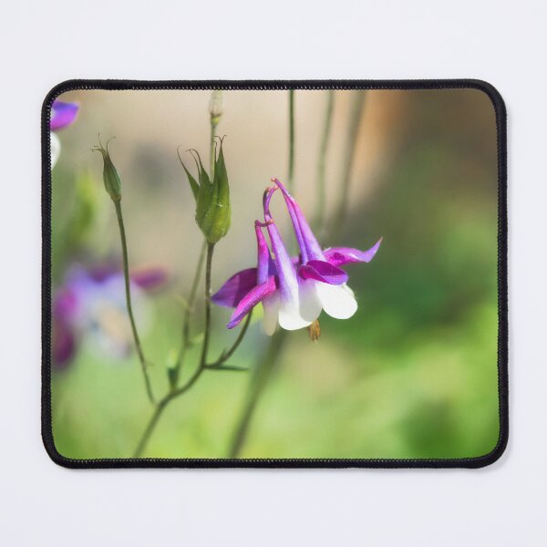 Item preview, Aquilegia Columbine designed and sold by Dorset Girl.