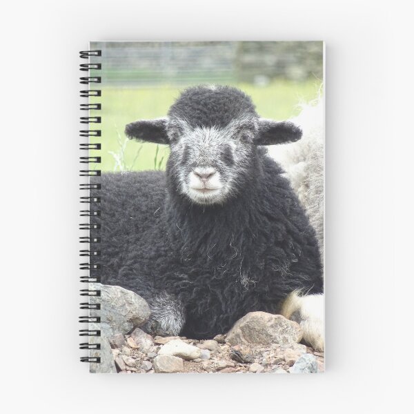 Aperçu de l'œuvre Agneau Herdwick du Lake District créée et vendue par Sticker-Lab.