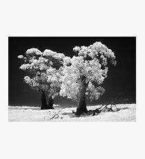 038 Trees in IR Photographic Print