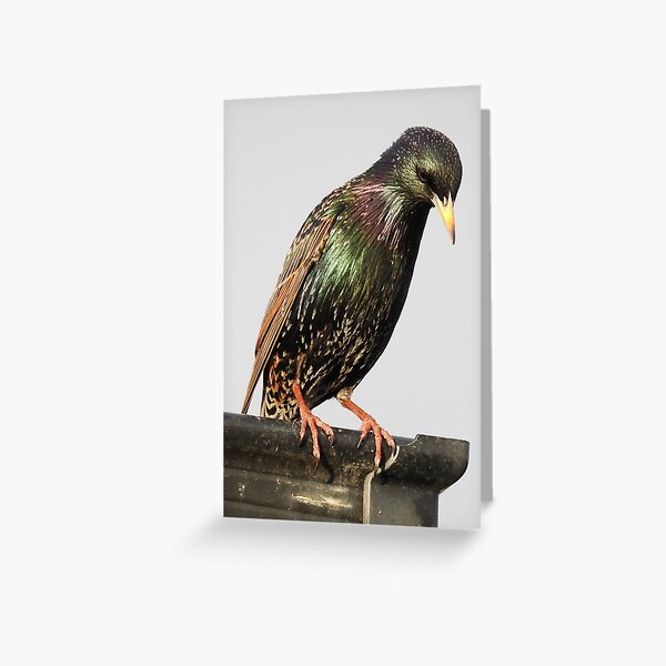 Item preview, Starling designed and sold by kirstybush.