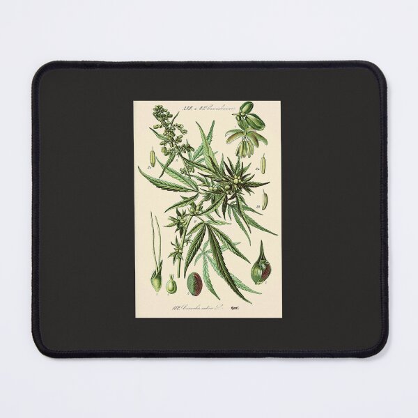 Item preview, Cannabis Sativa - Vintage botanical illustration designed and sold by hieberala.