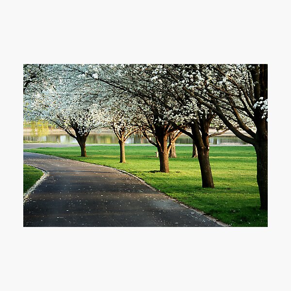 Artikelvorschau, Bradford pears in bloom entworfen und verkauft von AndrewBlake.