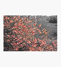 Spring shrub in bloom Photographic Print
