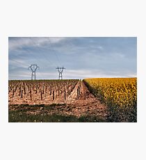 Organic Vines! Photographic Print