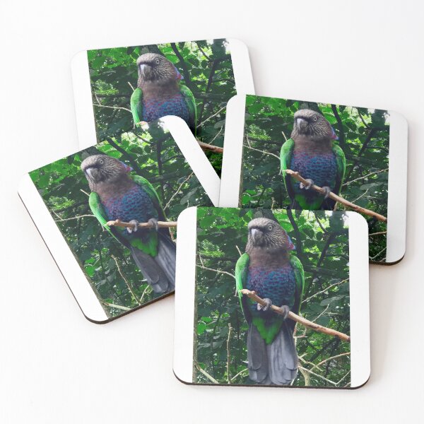 Artikelvorschau, Brasilien - Foz do Iguaçu - Parque das Aves - Falkenkopfpapagei entworfen und verkauft von renprovo.
